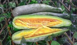 网红周立珊吃瓜视频,揭秘娱乐圈幕后真相