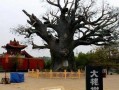 大槐树在线观看,寻根之旅，揭秘家族传奇