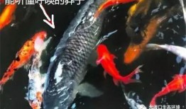 东北鱼爆料李赣视频,揭秘网络红人背后的真相